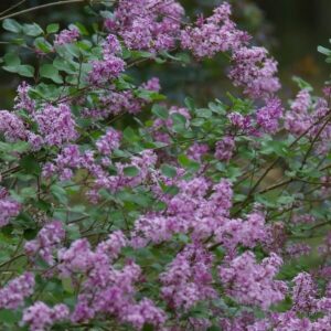 Dvärgsyren 'Palibin'