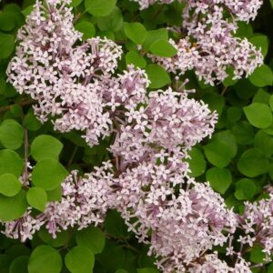 Dvärgsyren 'Palibin'