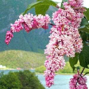 Hängsyren 'Reflexa'