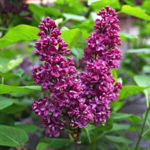 Prestonsyren 'Royalty'