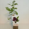 Lila hallon 'Brandywine'