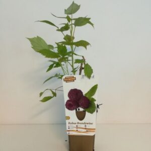 Alternative view of Lila hallon 'Brandywine'