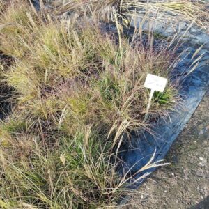 Glansmiskantus ’Adagio’