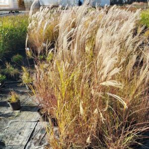 Glansmiskantus 'Silberspinne'