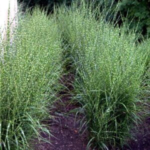 Glansmiskantus ’Zebrinus’ / Zebragräs