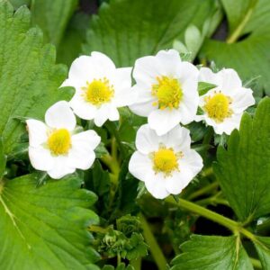 Smultron 'Yellow Wonder'