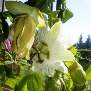 Passiflora ’Constanse Eliot’