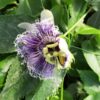 Passiflora ’Edulis’
