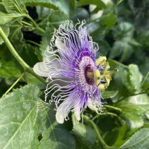 Passiflora ’Edulis’
