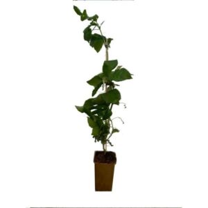 Passiflora ’Edulis’