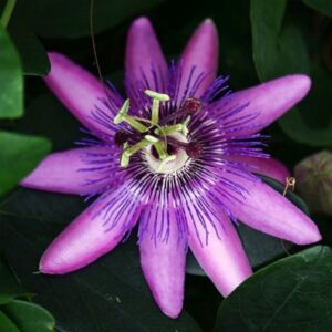 Passiflora ’Lavender Lady’