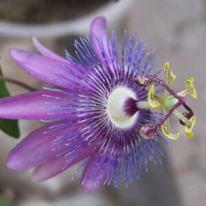 Passiflora ’Lavender Lady’