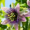 Passiflora ‘Purple Haze’