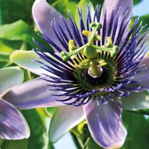 Passiflora ‘Purple Haze’