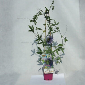 Passiflora ‘Purple Haze’
