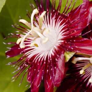 Passiflora ’Victoria’
