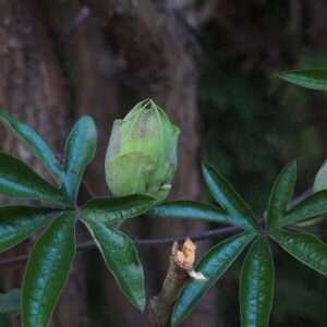 Passiflora ’Victoria’
