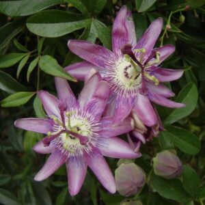 Passiflora ’Violacea’