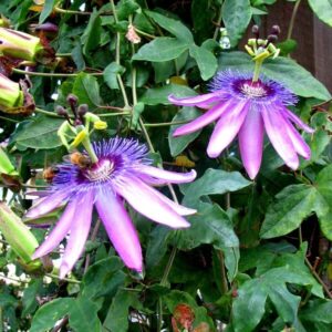 Passiflora ’Violacea’