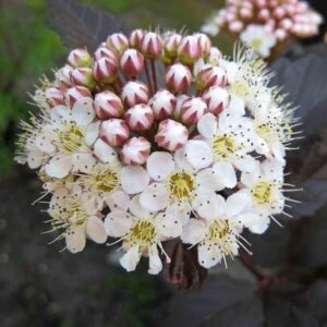 Smällspirea 'Red Baron'
