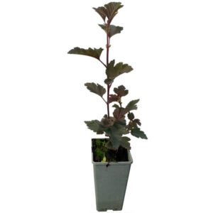 Smällspirea 'Red Baron'