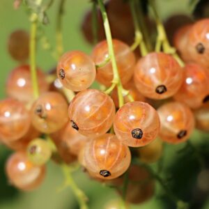 Vita vinbär 'Jűterbog'