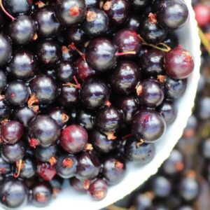 Svarta vinbär 'Titania'