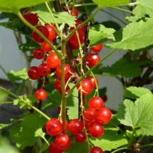 Röda vinbär 'Jonkheer van Tets'