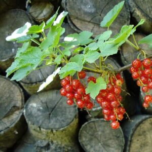 Röda vinbär 'Jonkheer van Tets'