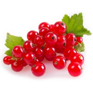 Röda vinbär 'Jonkheer van Tets'