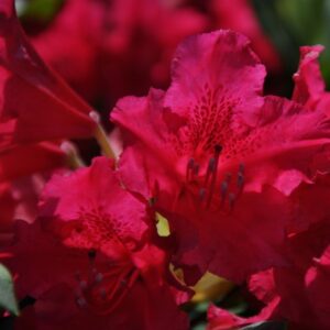 Rododendron 'America'