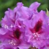Rododendron 'Azurro'