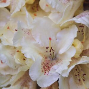 Rododendron 'Cream Crest'