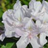 Rododendron 'Cunningham's White'