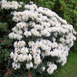 Alternative view of Rododendron 'Cunningham's White'