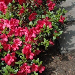 Alternative view of Rhododendron 'Fridoline'