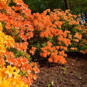 Trädgårdsazalea 'Golden Eagle'