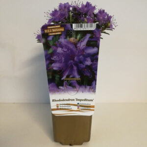 Rododendron 'Impeditum'