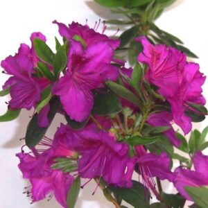 Alternative view of Rododendron 'Koningstein'