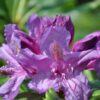 Parkrododendron 'Lee's dark purple'