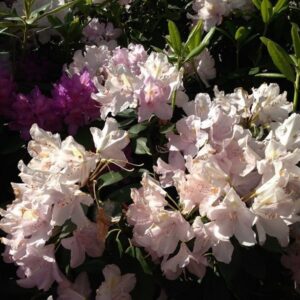 Alternative view of Rododendron 'Polaris'