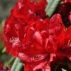 Rododendron 'Purpurkissen'