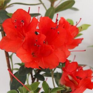 Alternative view of Rododendron 'Purpurkissen'