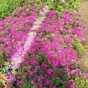 Alternative view of Rododendron 'Purpurtraum'