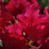 Rododendron 'Scarlet Wonder'