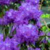 Rododendron 'Blue Silver'