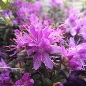 Rododendron 'Blue Silver'