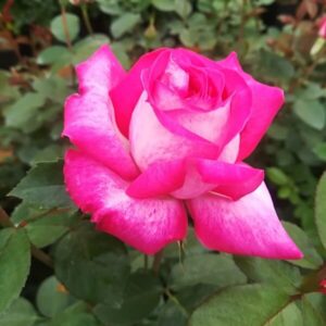 Klätterros 'Alexandrina Victoria'