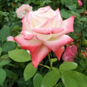 Klätterros 'Alexandrina Victoria'