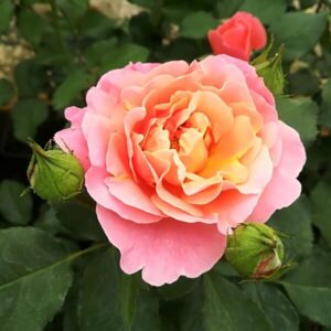 Storblommig ros 'Alojse'